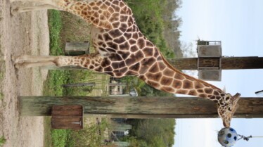 Zoo Tampa Une girafe pour deux (1).jpg