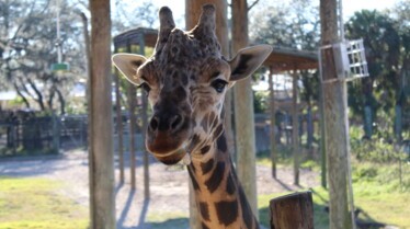 Zoo Tampa Une girafe pour deux (3).jpg