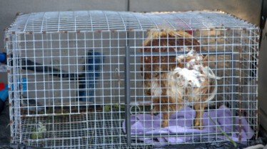 Contes de fées-térinaires (2).jpg