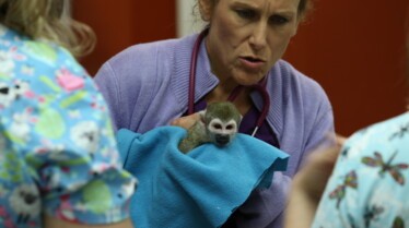 La clinique des animaux exotiques  Un drôle de singe (1).jpg