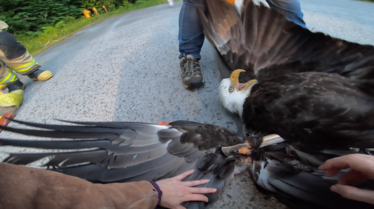 SOS Animaux Alaska  Prends ton envol (1).jpg