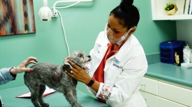 Télépor-chaton ! Dr Joya  (1).jpg