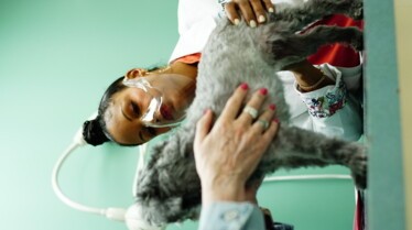 Télépor-chaton ! Dr Joya  (3).jpg