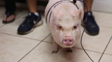 La clinique des animaux exotiques (4).jpg