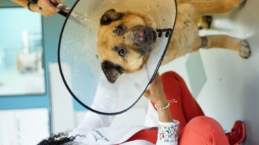 Pop Goes the Vet with Dr. Joya (2).jpg