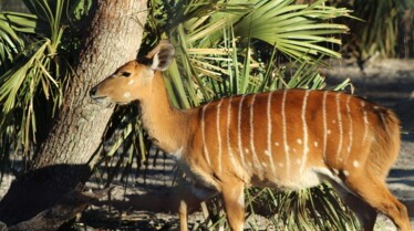 Secrets of the Zoo Tampa (3).jpg