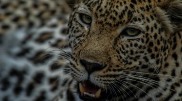Africa's Deadliest 4.jpg
