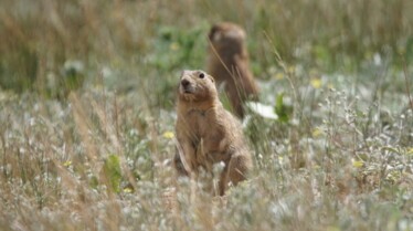 La clinique des animaux exotiques -  Chien de prairie domestique 2.jpg