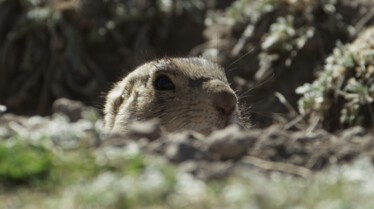 La clinique des animaux exotiques -  Chien de prairie domestique 5.jpg
