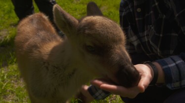 SOS Animaux Alaska  Amis pour la vie (1).jpg
