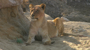 Africa's Deadliest (3).tif