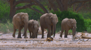 Africa's Deadliest (5).tif