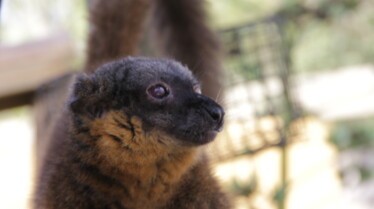 Au pays des Wallabys (1).jpg