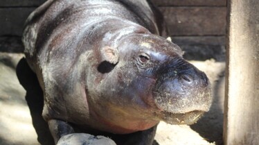 Au pays des Wallabys (2).jpg