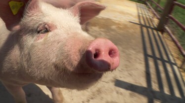 La clinique des animaux exotiques (3).JPG