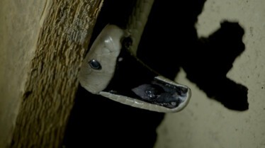 Snakes In The City - La fête aux pythons (2).jpg