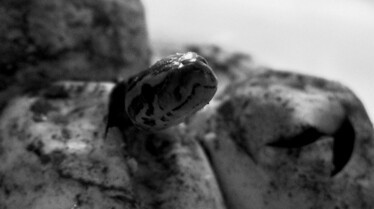 Snakes In The City - La fête aux pythons (3).jpg