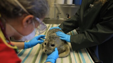 SOS ANIMAUX ALASKA - Porc-épic et colégram (1).jpg