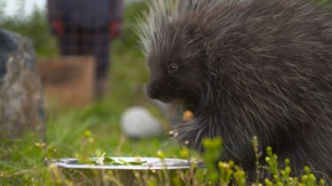 SOS ANIMAUX ALASKA - Porc-épic et colégram (2).JPG