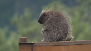 SOS ANIMAUX ALASKA - Porc-épic et colégram (3).jpg