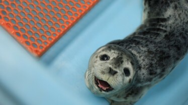 SOS ANIMAUX ALASKA - Porc-épic et colégram (5).jpg