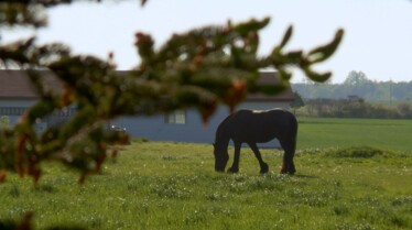 The Incredible Dr. Pol (2).jpg