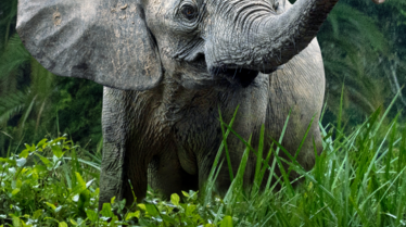 LesSecretsdesElephants.png