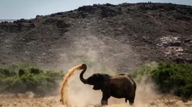 SecretsOfTheElephants (3).jpg