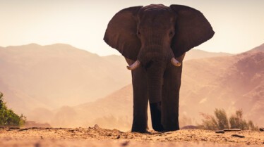 SecretsOfTheElephants (4).jpg