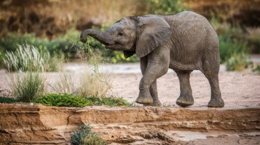 SecretsOfTheElephants (5).jpg