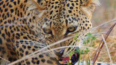 Africa's Deadliest (1).JPG