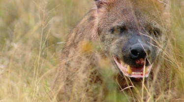 Africa's Deadliest (2).JPG