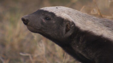 Africa's Deadliest (3).JPG