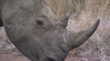 Africa's Deadliest (4).JPG