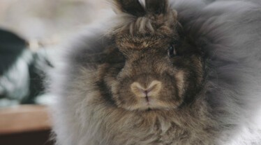 Amour, gloire et pâtées (3).jpg