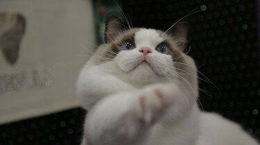 Amour, gloire et pâtées (4).jpg