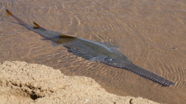 Bêtes de poissons (1).JPG