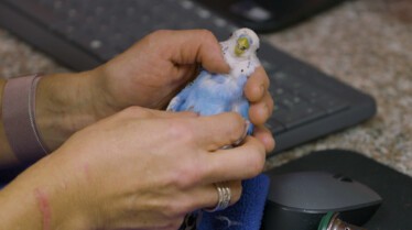 La clinique des animaux exotiques - Gargouillis suspects (1).JPG