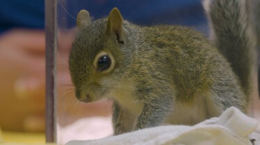 La clinique des animaux exotiques - Gargouillis suspects (2).JPG