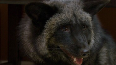 La clinique des animaux exotiques - Gargouillis suspects (3).JPG