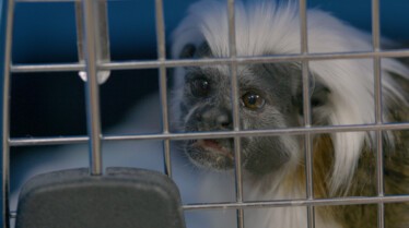 La clinique des animaux exotiques - Gargouillis suspects (4).JPG