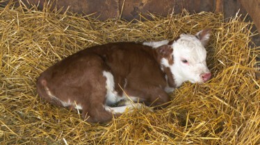 L'incroyable Dr Pol - Nuit et jour (3).JPG