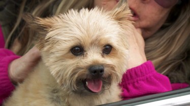 L'incroyable Dr Pol - Nuit et jour (4).JPG