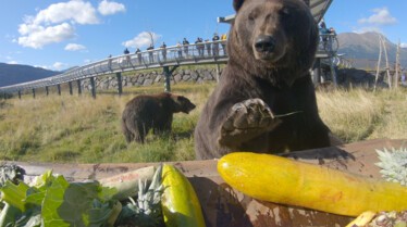 SOS Animaux Alaska - des ours, des saumons et des frasques (1).JPG