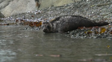 SOS Animaux Alaska - des ours, des saumons et des frasques (2).JPG