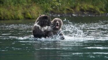 SOS Animaux Alaska - des ours, des saumons et des frasques (3).jpg