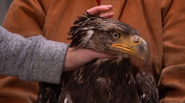 SOS Animaux Alaska - des ours, des saumons et des frasques (4).JPG