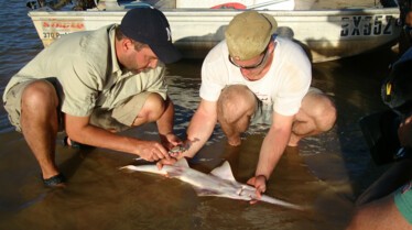 Bêtes de poissons (1).JPG