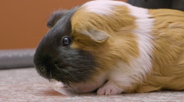 La clinique des animaux exotiques(2).jpg