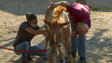 L'incroyable Dr Pol (1).jpg